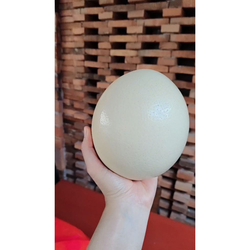 Jual Telur Burung Unta Terlengkap & Harga Terbaru Agustus 2026 | Shopee ...