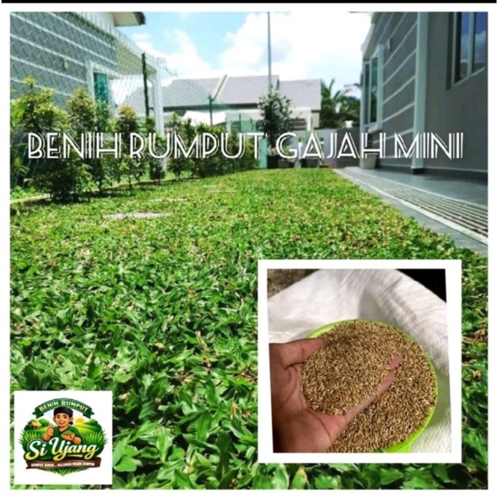 Jual benih rumput gajah mini/ rumput hias taman - 1kg | Shopee Indonesia
