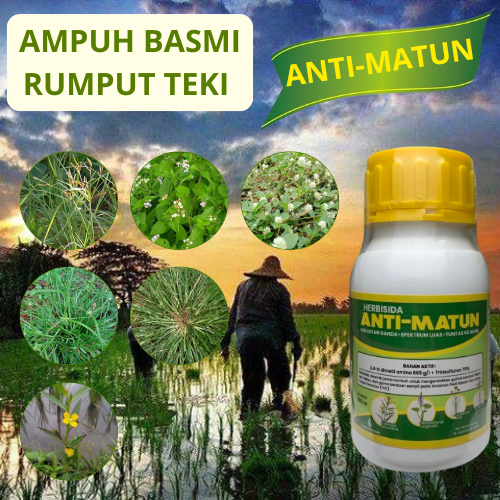 Jual ANTI MATUN - Herbisida Sistemik Anti Matun Pengendali Rumput Teki ...