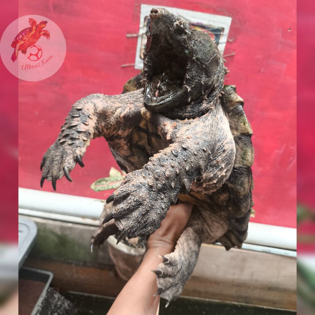Jual Kura AST ( Alligator Snapping Turtle ) | Shopee Indonesia