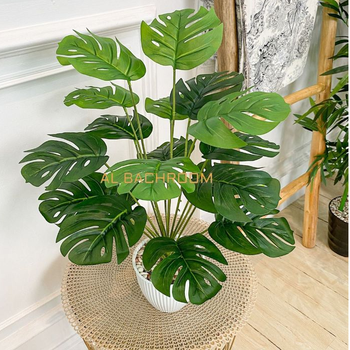 rue plant Live Rue Plants for Sale | Medicinal Herb