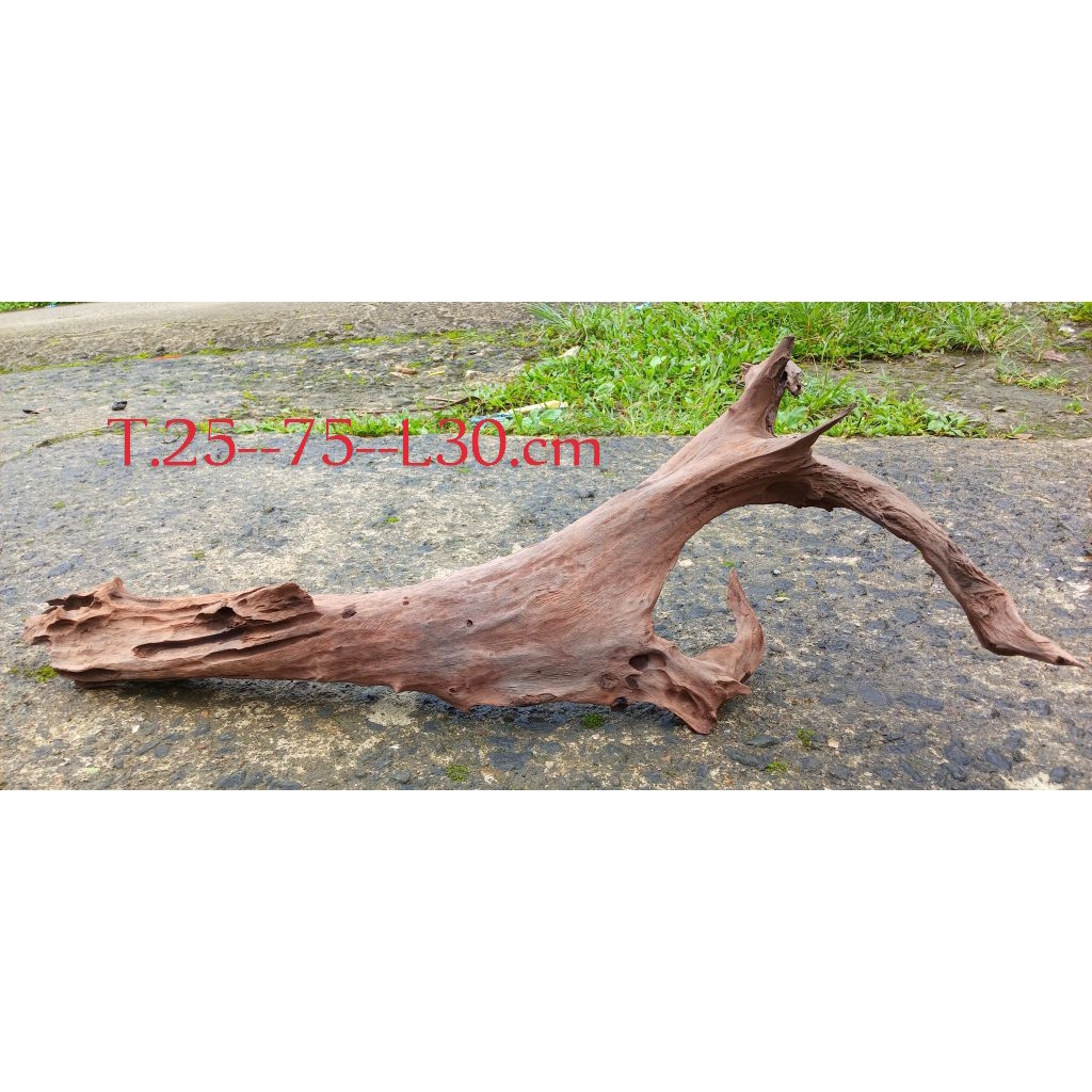 Jual rentek .akar santigi bongol.tengelam dekorasi akuarium dll ...