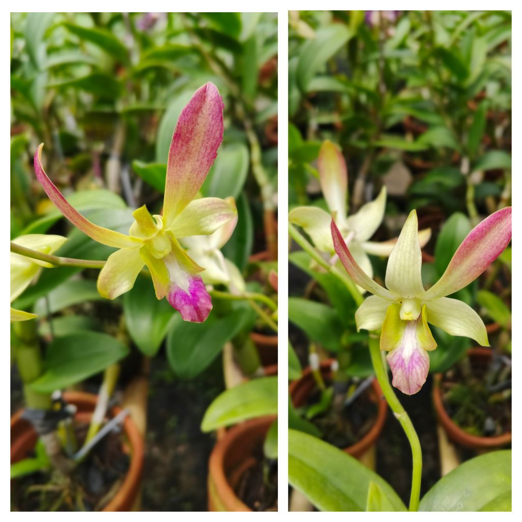 Jual Anggrek Dendrobium Caesar Java Candy Dewasa Siap Bunga [ Tanaman ...