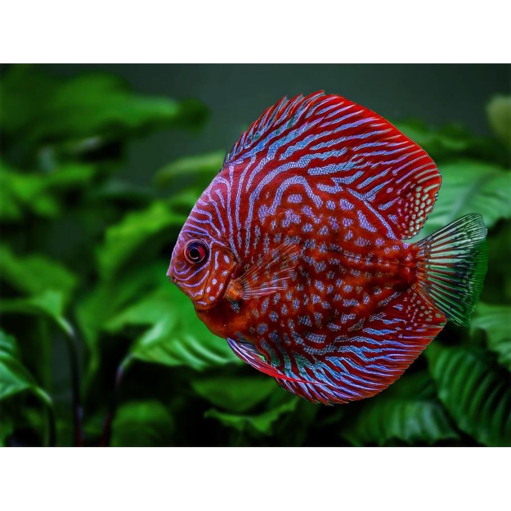 Jual discus purple angel hiasan elegan | Shopee Indonesia