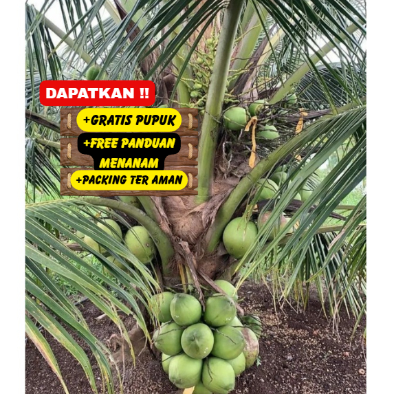 Bibit / Pohon Hybrid Kelapa Hibrida Super Unggulan Cepat Berbuah
