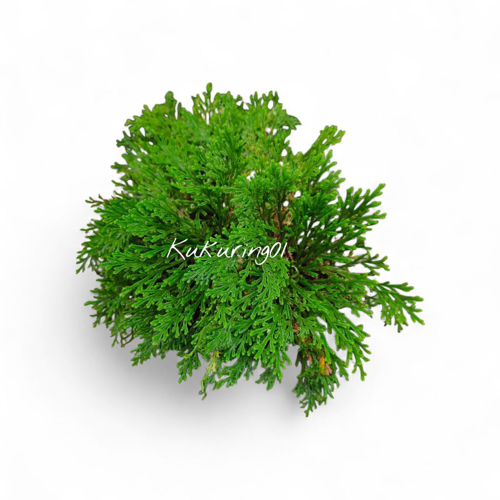 Jual Selaginella Tamariscina Eksotis - Tanaman Paku Rane Pohon Purba ...