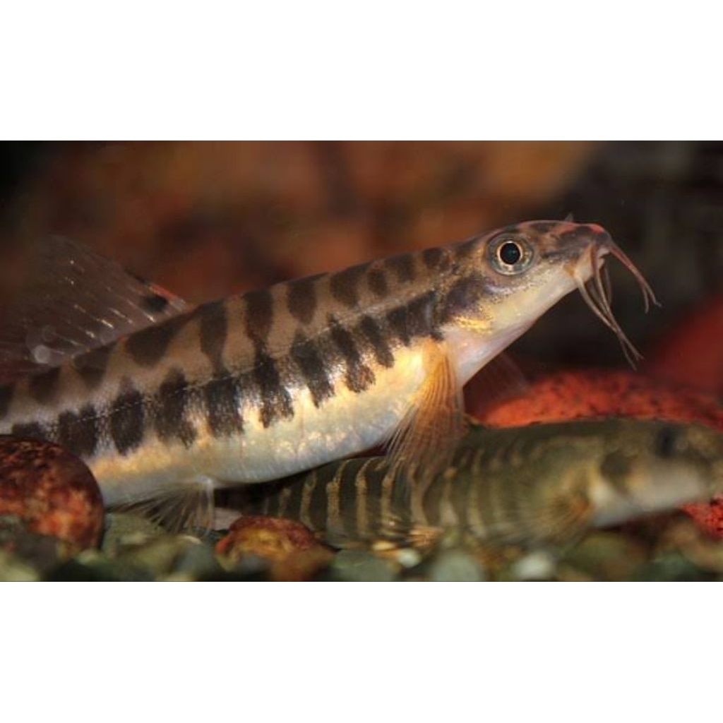 Jual Nemacheilus Uceng Loach – Ikan Cacing Pemakan Sisa Pakan Aquarium ...