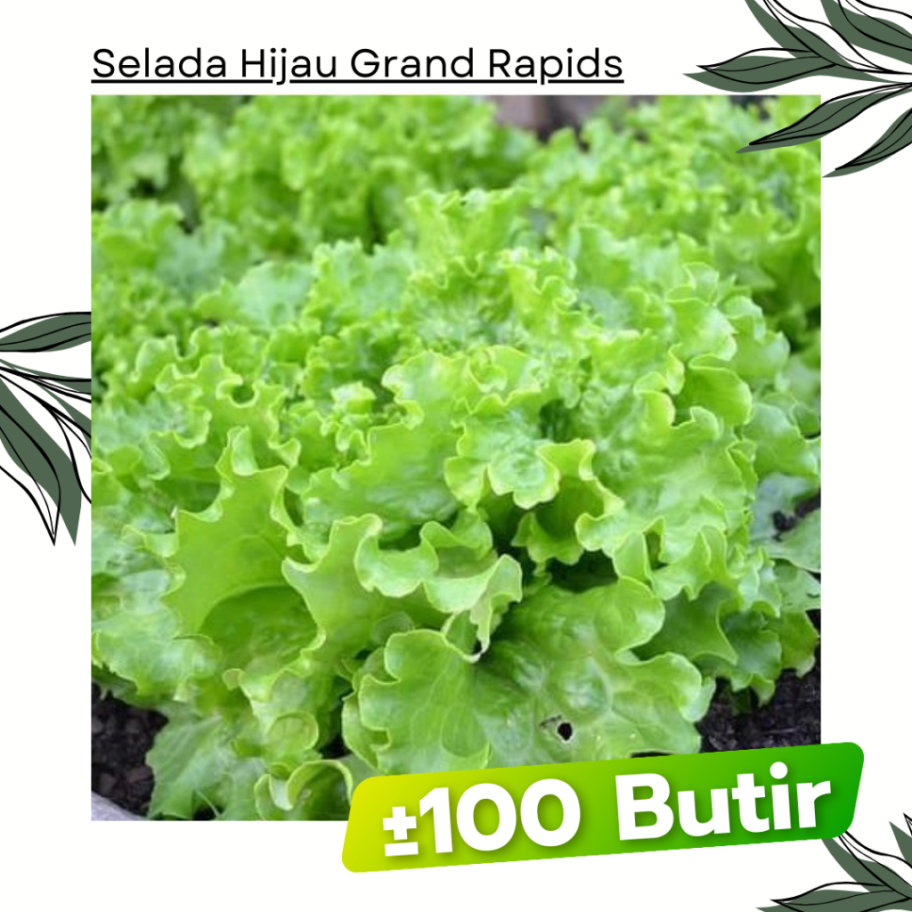 ±100 Butir - Benih Selada Grand Rapids Cap Panah Merah Bibit Sayuran Tanaman Hidroponik Selada Air