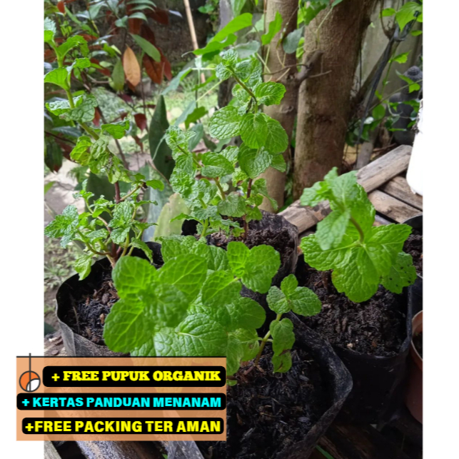 Bibit Daun Mint Tanaman Herbal Aroma segar ASLI kaya Manfaat