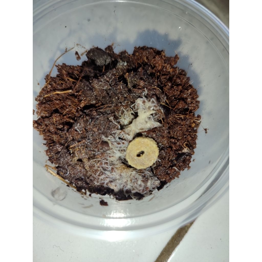 Jual Grindal Worm / Cacing grindal || Pakan hidup | Shopee Indonesia