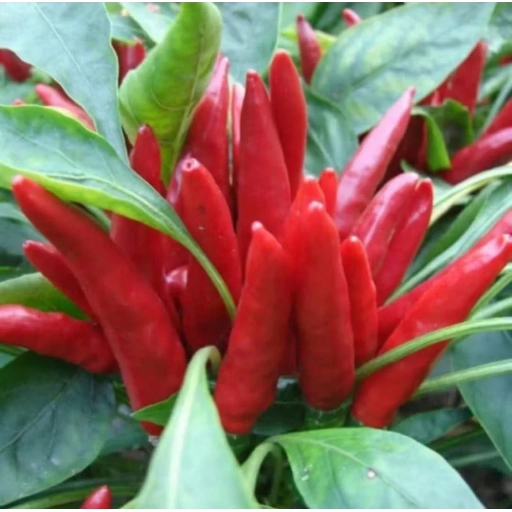 Cabe rawit merah bergerombol di tangkai