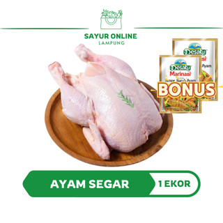 Ayam 1 Ekor - Ayam Segar