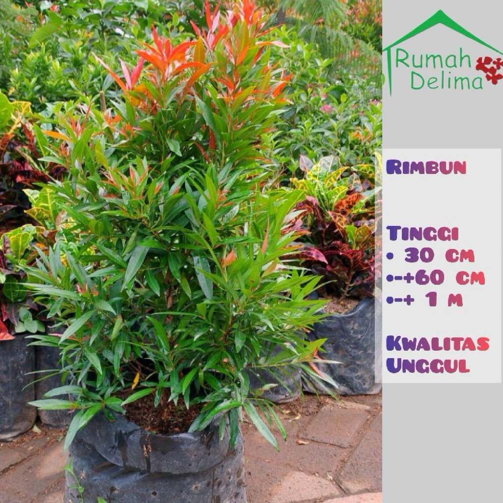 Tanaman Pucuk Merah Rimbun