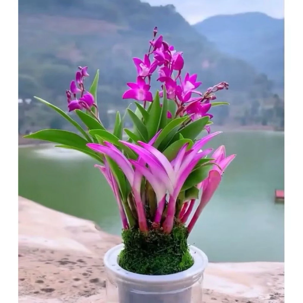 Tanaman Tahan Lama