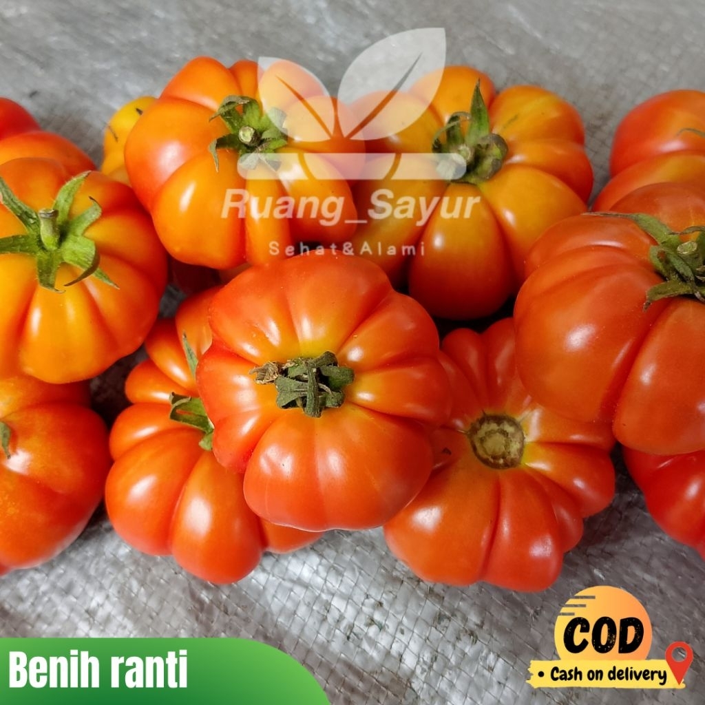 Jual Tomat Ranti Khas Banyuwangi , Tomat Keriting / Ranti , Tomat Ranti ...