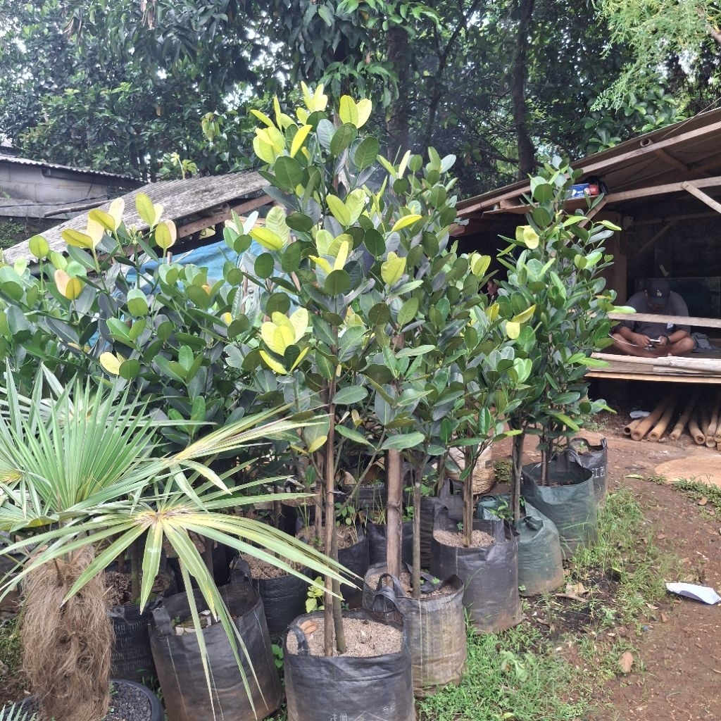 Jual Tanaman hias pohon garnesia tinggi 2 meter - pohon hiasan rooftop ...