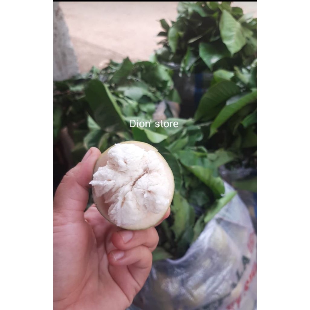 Jual kecapi daun 500gr fresh | Shopee Indonesia
