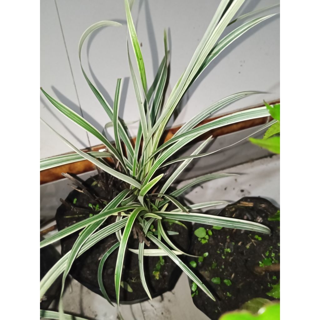 Jual Rumput lili varigata | Shopee Indonesia