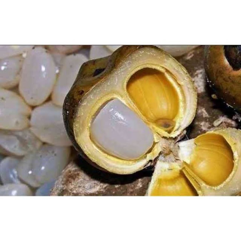 Jual Kolang kaling super besar 1kg / kolang Kaling super jumbo 1kg ...