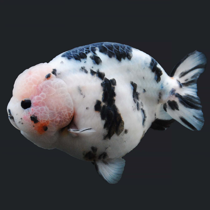 Jual Ranchu Sapi Terlengkap & Harga Terbaru Juli 2026 | Shopee Indonesia