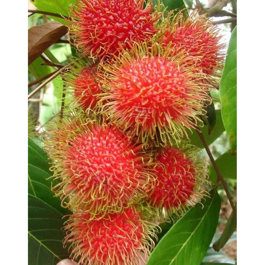 Jual Rambutan Fresh 1 kg. | Shopee Indonesia