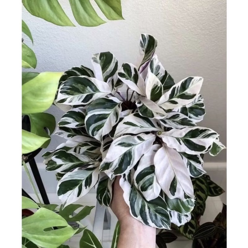 Tanaman Hias Calathea Meranti Tissue & Calatea Tissue Golden / Bunga Hias Hidup Kalatea Tisu Murah