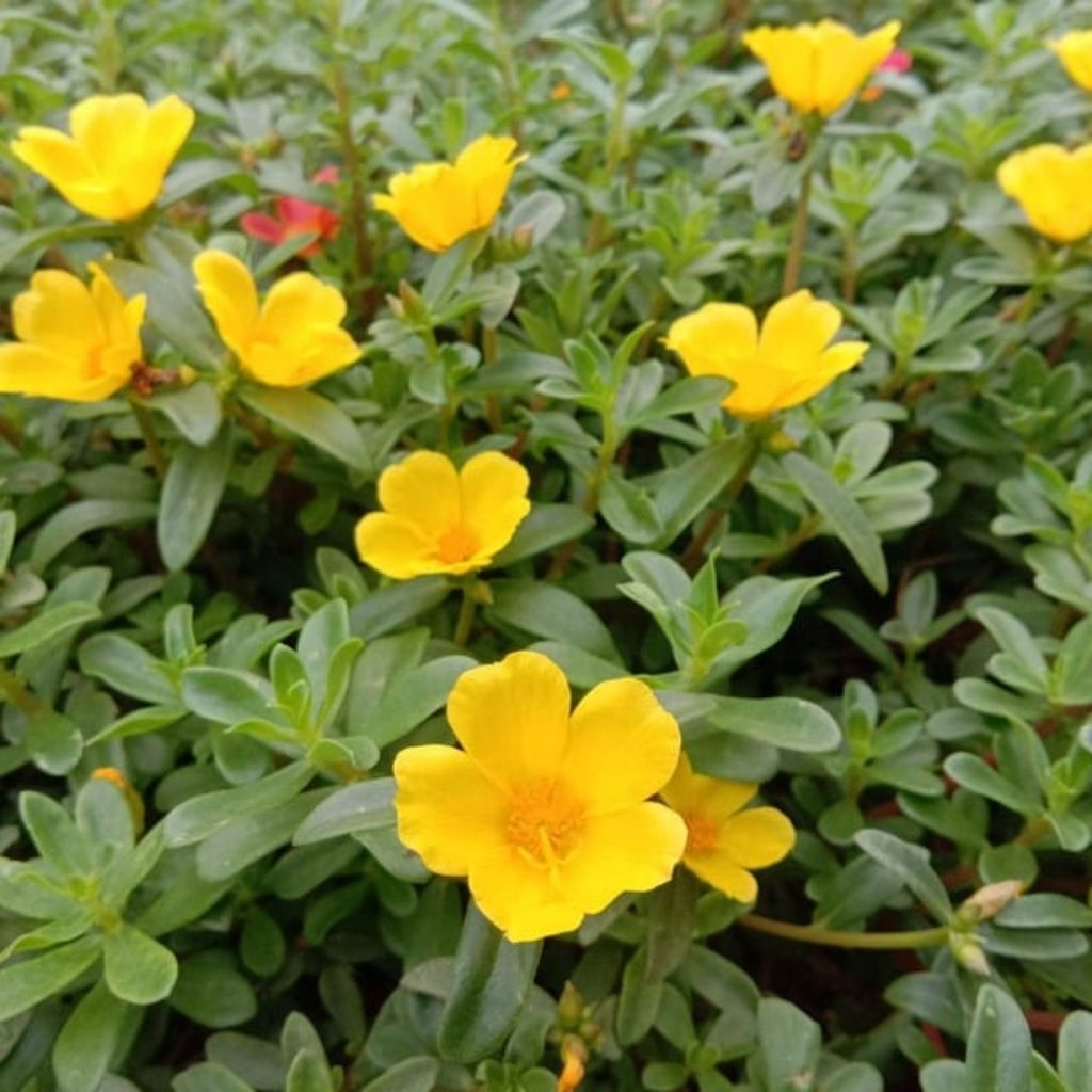 Jual 10 stek batang bunga krokot Rio kuning | Shopee Indonesia