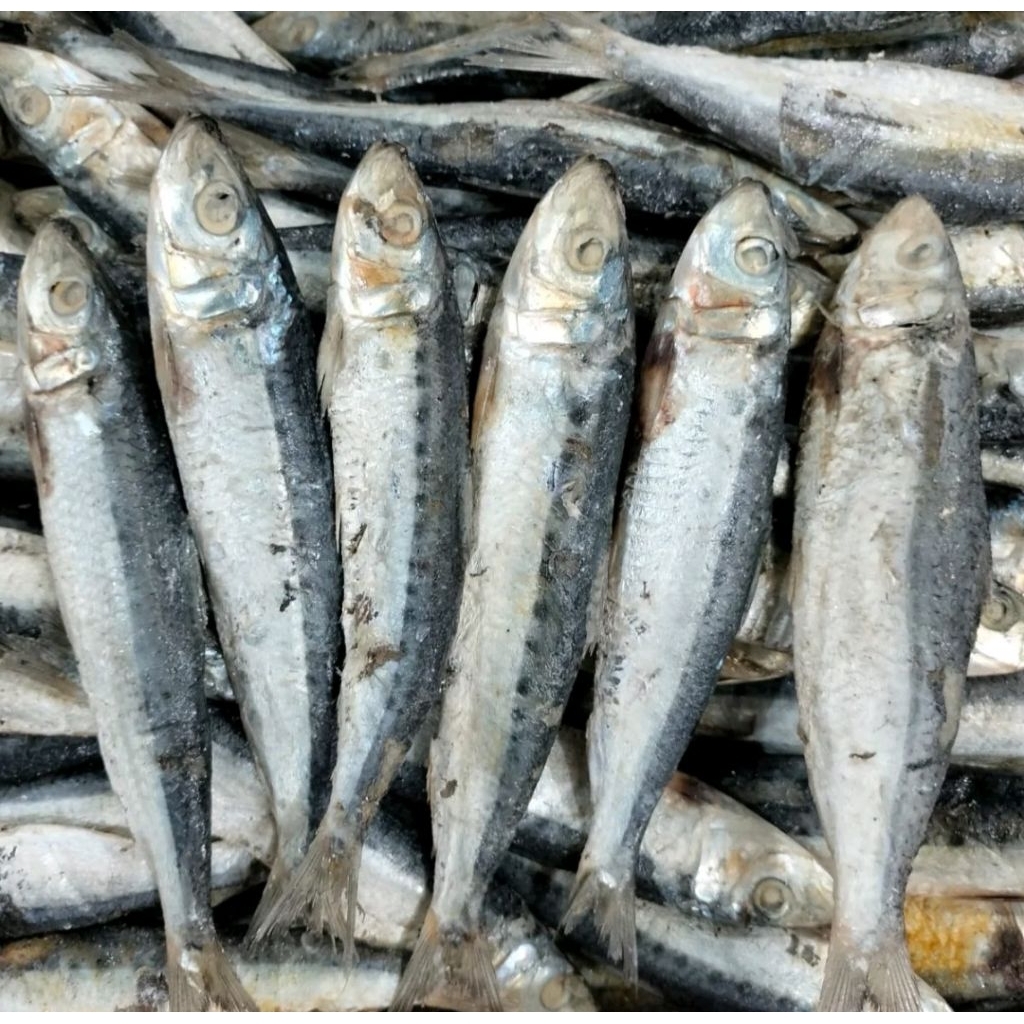 Jual 1KG Ikan Asin Japuh Siro /Lemuru/ Lesi COD Termurah | Shopee Indonesia
