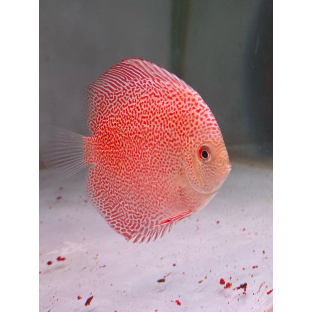 Jual ikan discus super king viper (SKV) 2 in up | Shopee Indonesia