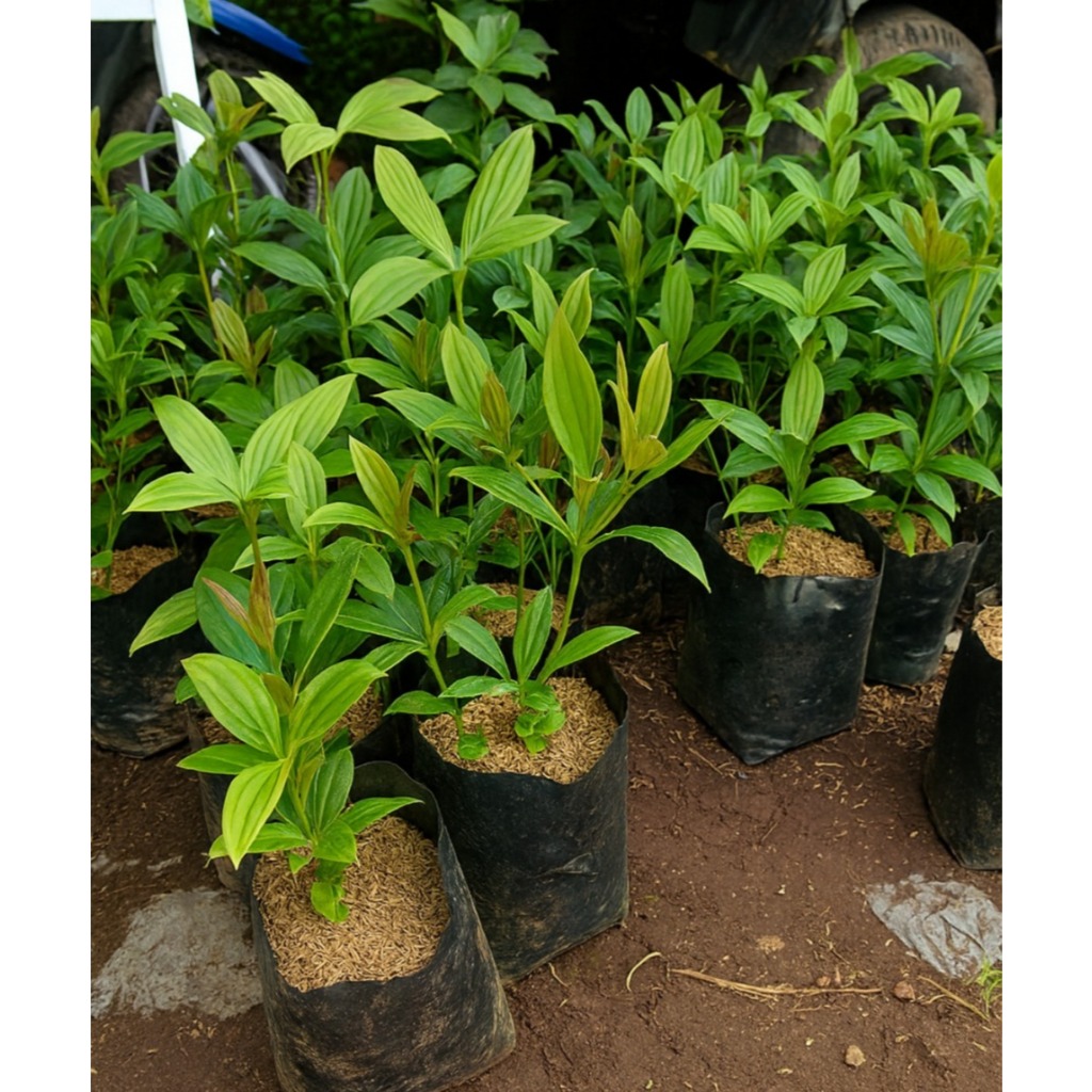 Jual Bibit Parijoto Okulasi Super Sudah Rimbun Cepat Berbuah Promo ...