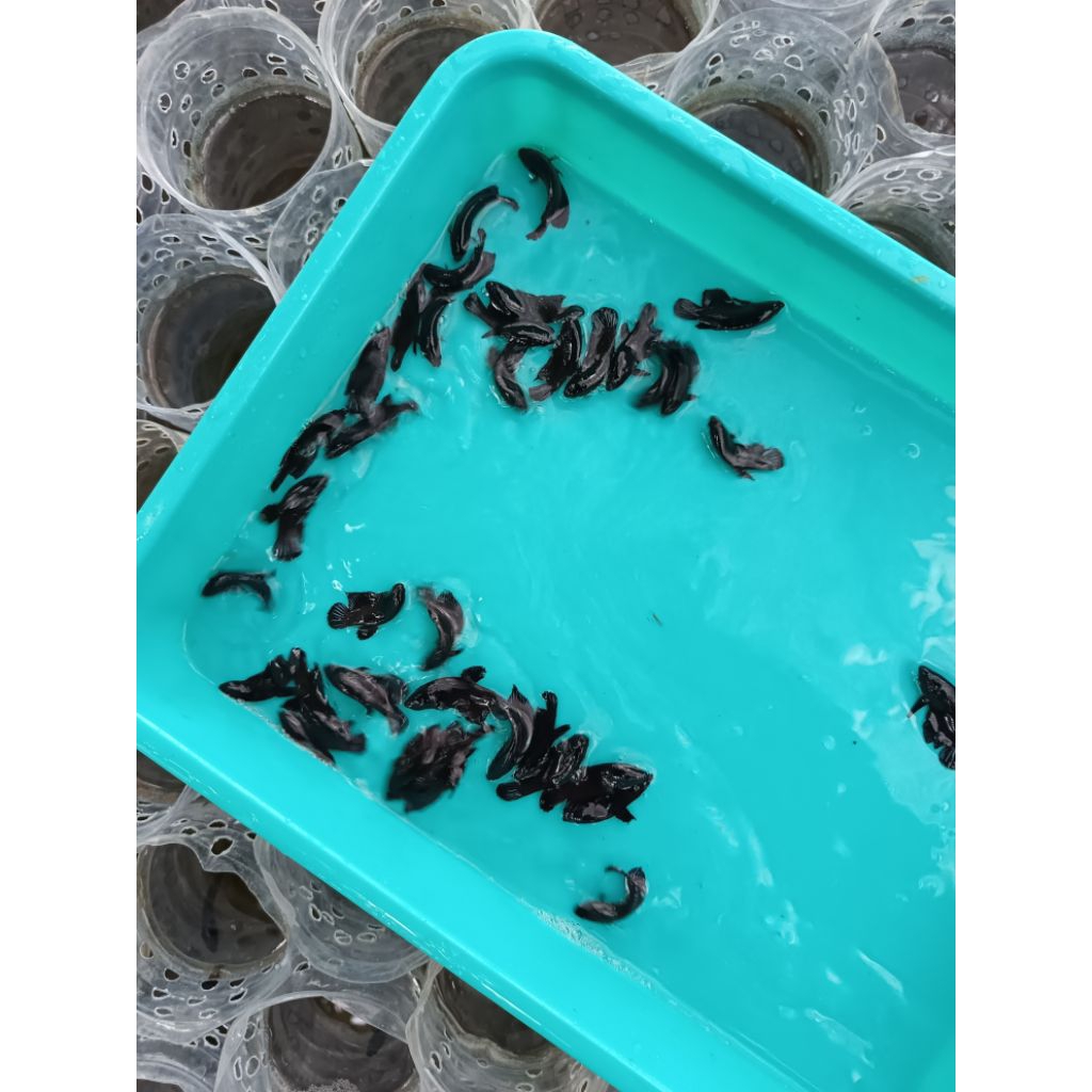 Jual koleksi plakat blacking s+ 11 pcs | Shopee Indonesia