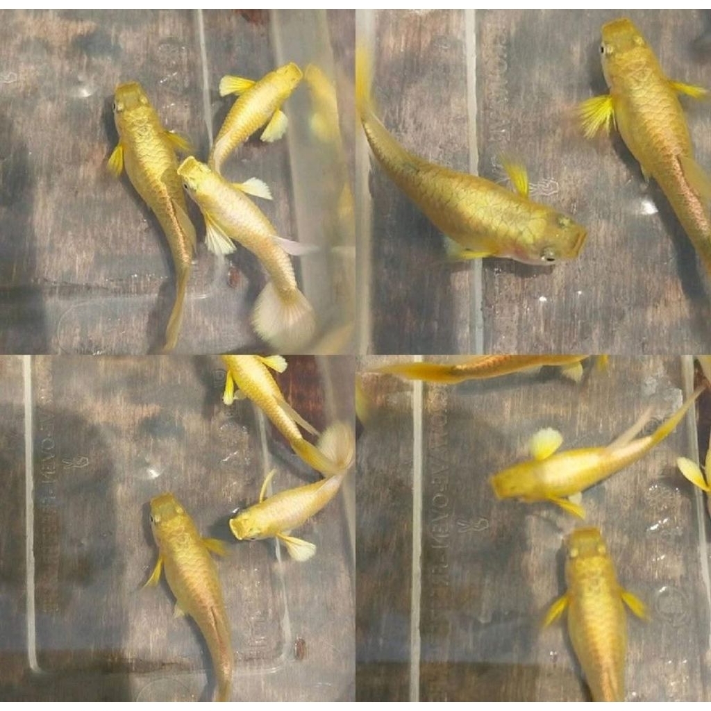 Jual Ikan Gapi Terlengkap & Harga Terbaru Mei 2026 | Shopee Indonesia