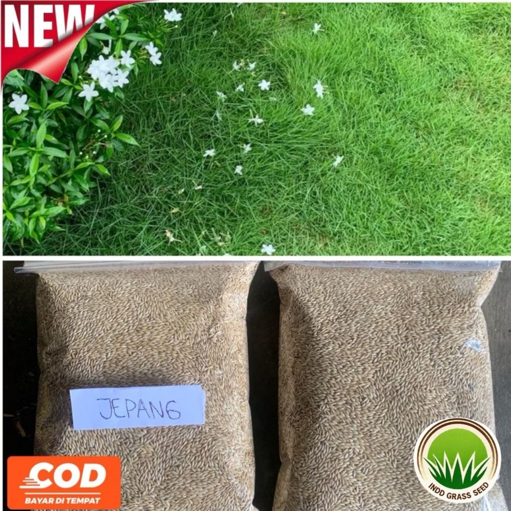 Jual Rumput jepang asli kemasan 2000+ biji-benih rumput jepang hidup ...