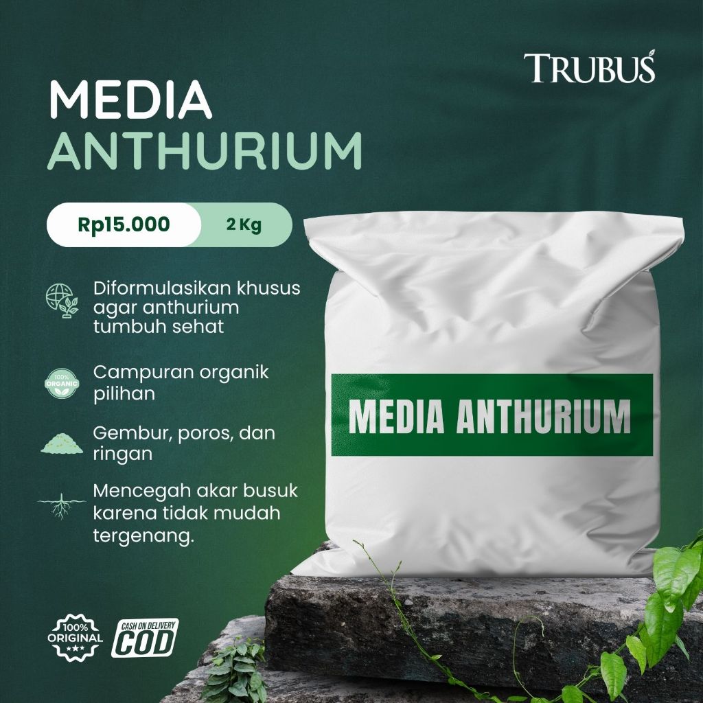 MEDIA TANAM SIAP PAKAI TANAMAN HIAS ANTHURIUM - TRUBUS GREEN