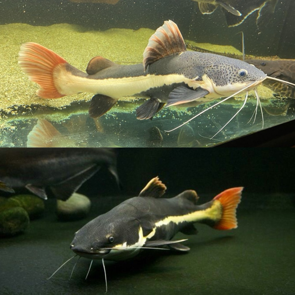 Jual Ikan RTC Terlengkap & Harga Terbaru Juni 2026 | Shopee Indonesia