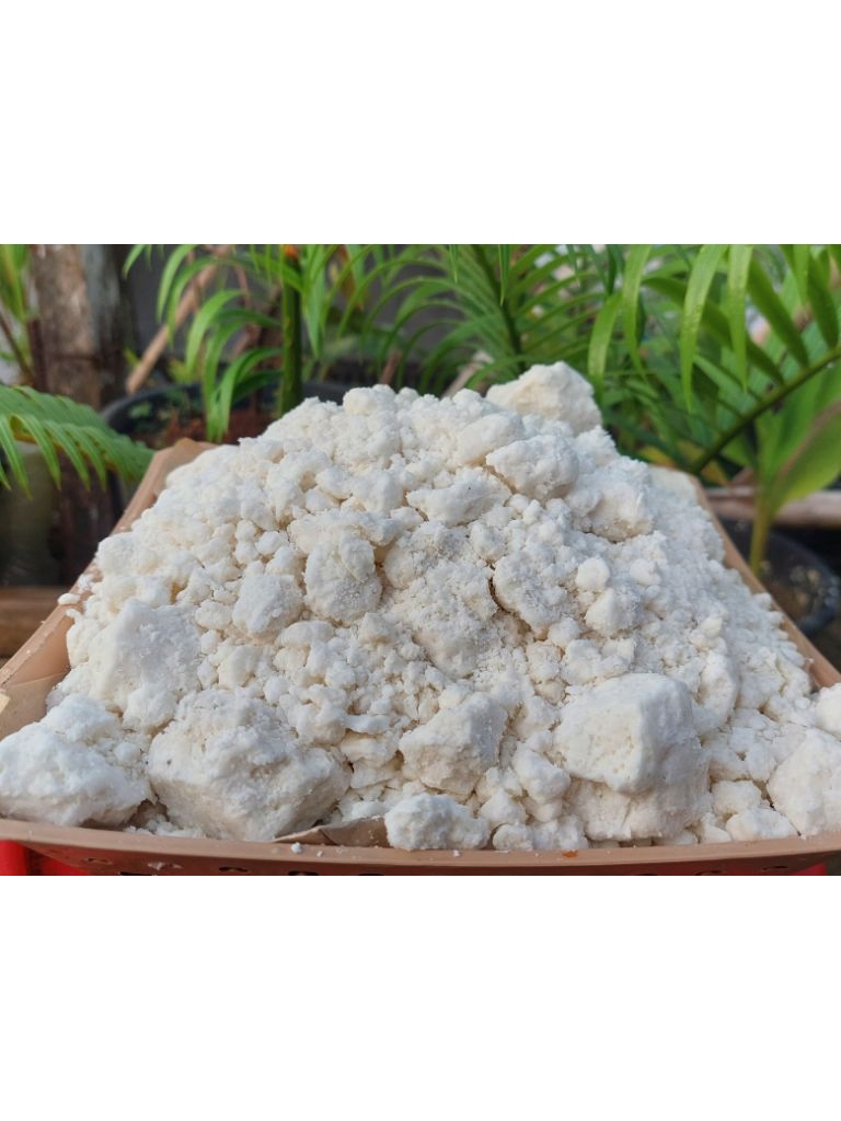 Jual Sagu basah rumbia papeda kapurung asli papua kemasan 1kg | Shopee ...