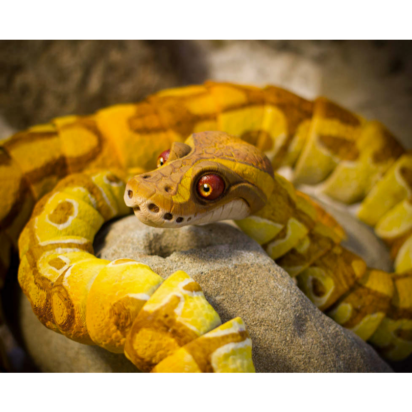 Jual Ular Ball Python Terlengkap & Harga Terbaru Agustus 2026 | Shopee ...