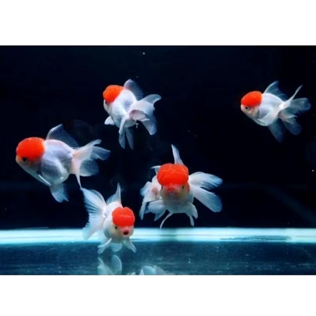 Jual ikan hias maskoki jambul merah / ikan mas koki kepala merah / ikan ...