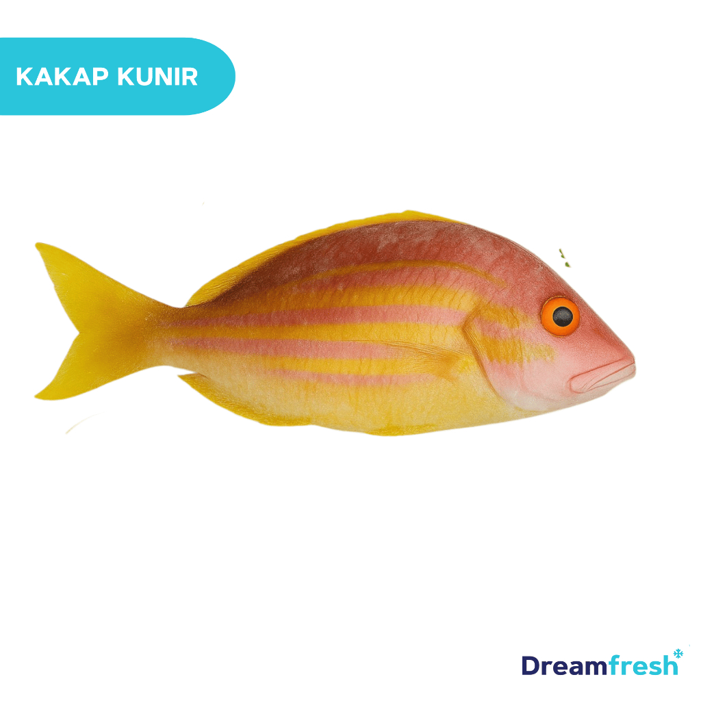 Jual Kakap Kunir kuniran kakap kecil kuning kunir ukuran rata rata 200 ...