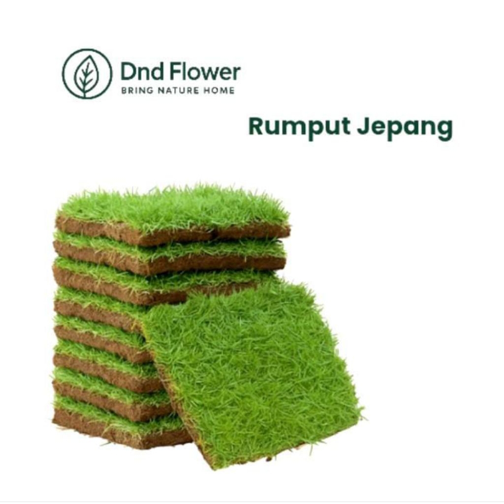 Jual ( BEST SELLER ) Rumput Jepang Ukuran 1 Keping Siap Tanam / Rumput ...