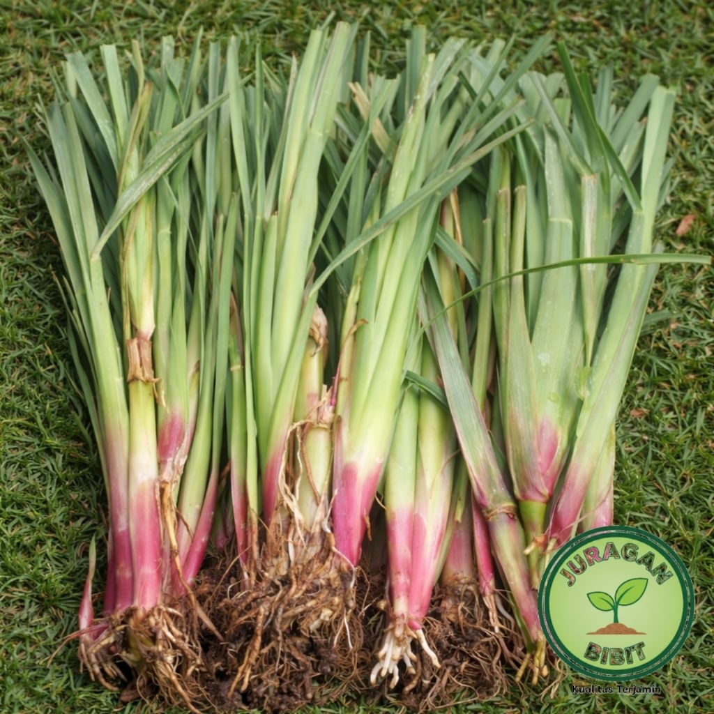 Jual Bibit Rumput Setaria atau Demplot 1kg - Cepat Tumbuh, Mudah ...