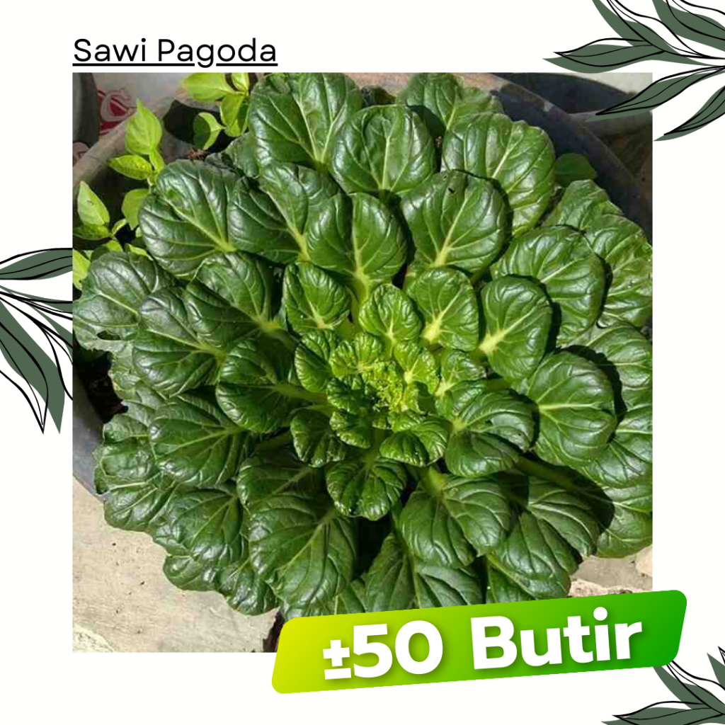 50 Butir - Benih Sawi Pagoda TA KE CAI Known You Seed Bibit Sayuran Tanaman