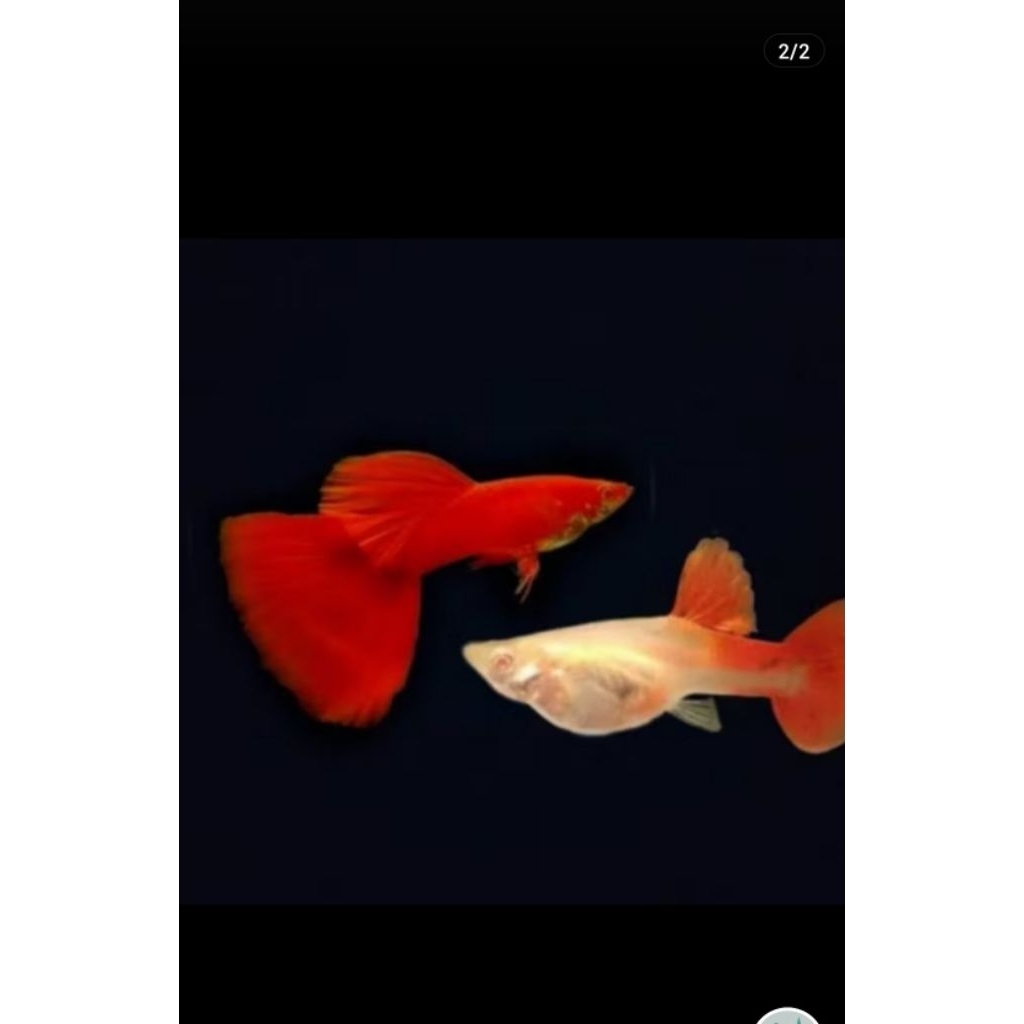 Jual MINIMAL BELI 3 EKOR AFR GUPPY | Hiasan Aquarium | Shopee Indonesia