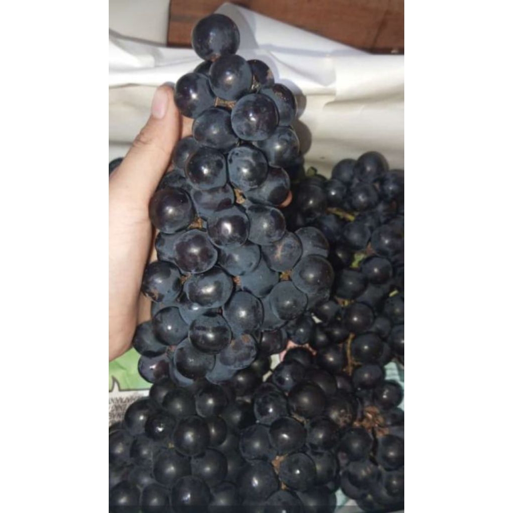 Jual Anggur 1 Kg Terlengkap & Harga Terbaru Juli 2026 | Shopee Indonesia