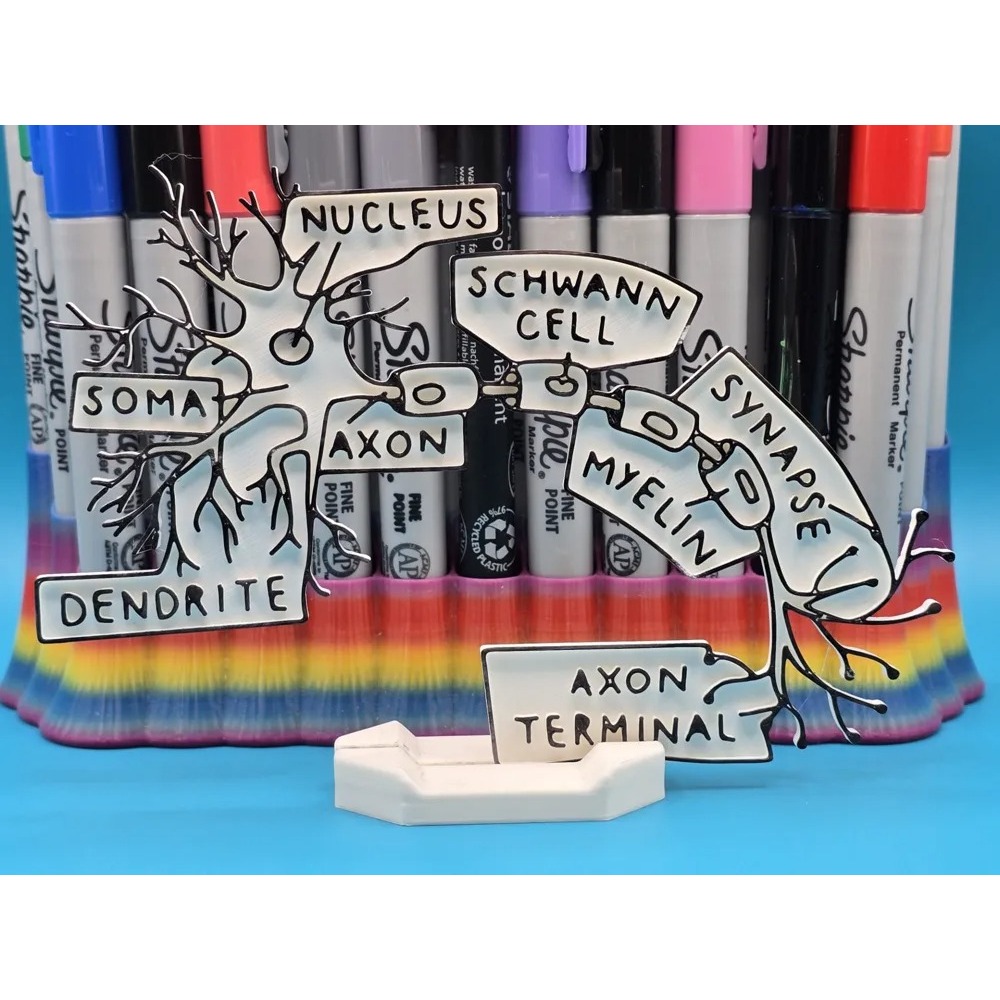 Jual Neuron & Synapse Anatomy Coloring Craft – Set Edukatif Mewarnai ...