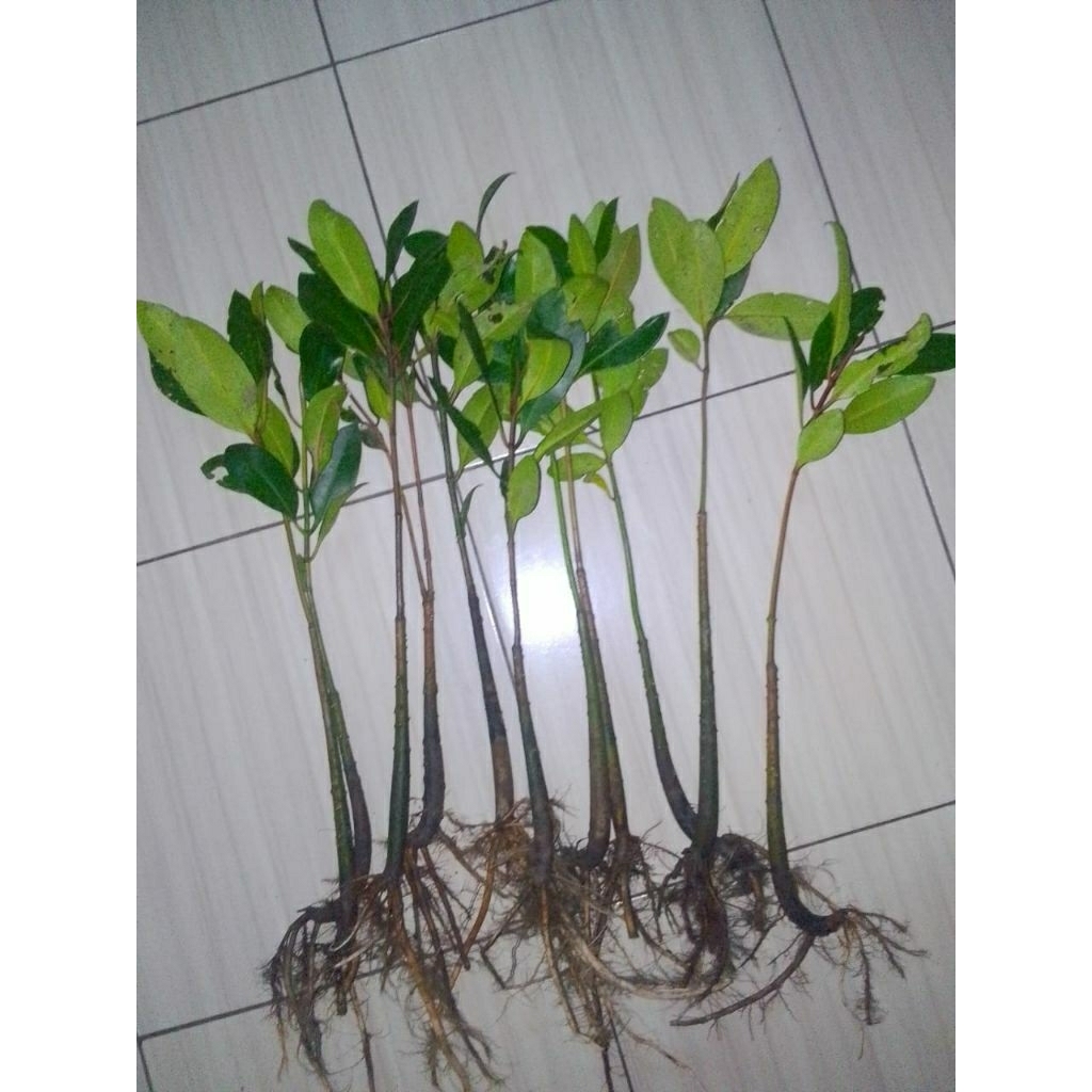 Jual PAKET BIBIT BAKAU ISI 10 + 1 / PAKET BIBIT MANGROVE ISI 10 + 2 ...