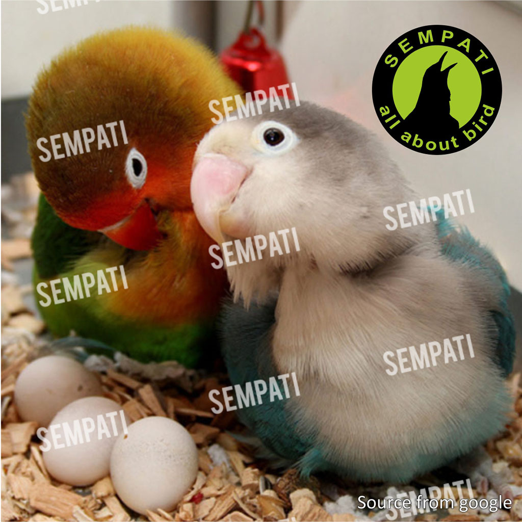 Jual Sempati E-Breeding Ebreeding Ebod Jaya Obat E Breeding Ternak ...