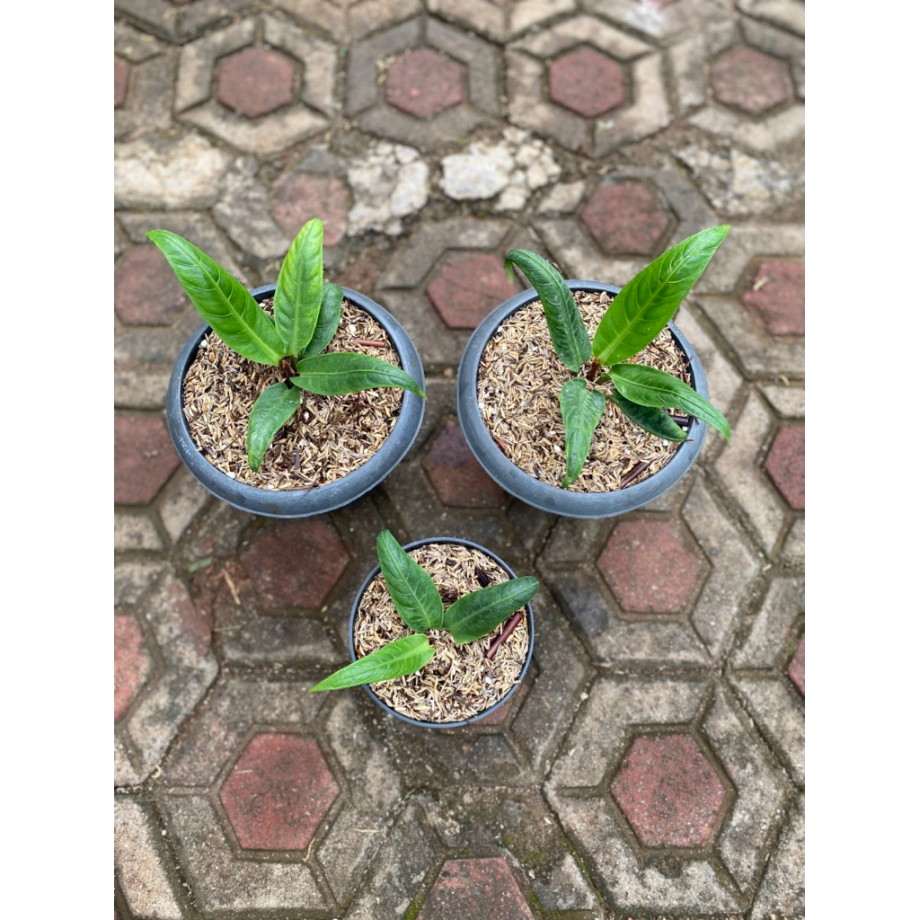Jual Anthurium angel wings | Shopee Indonesia