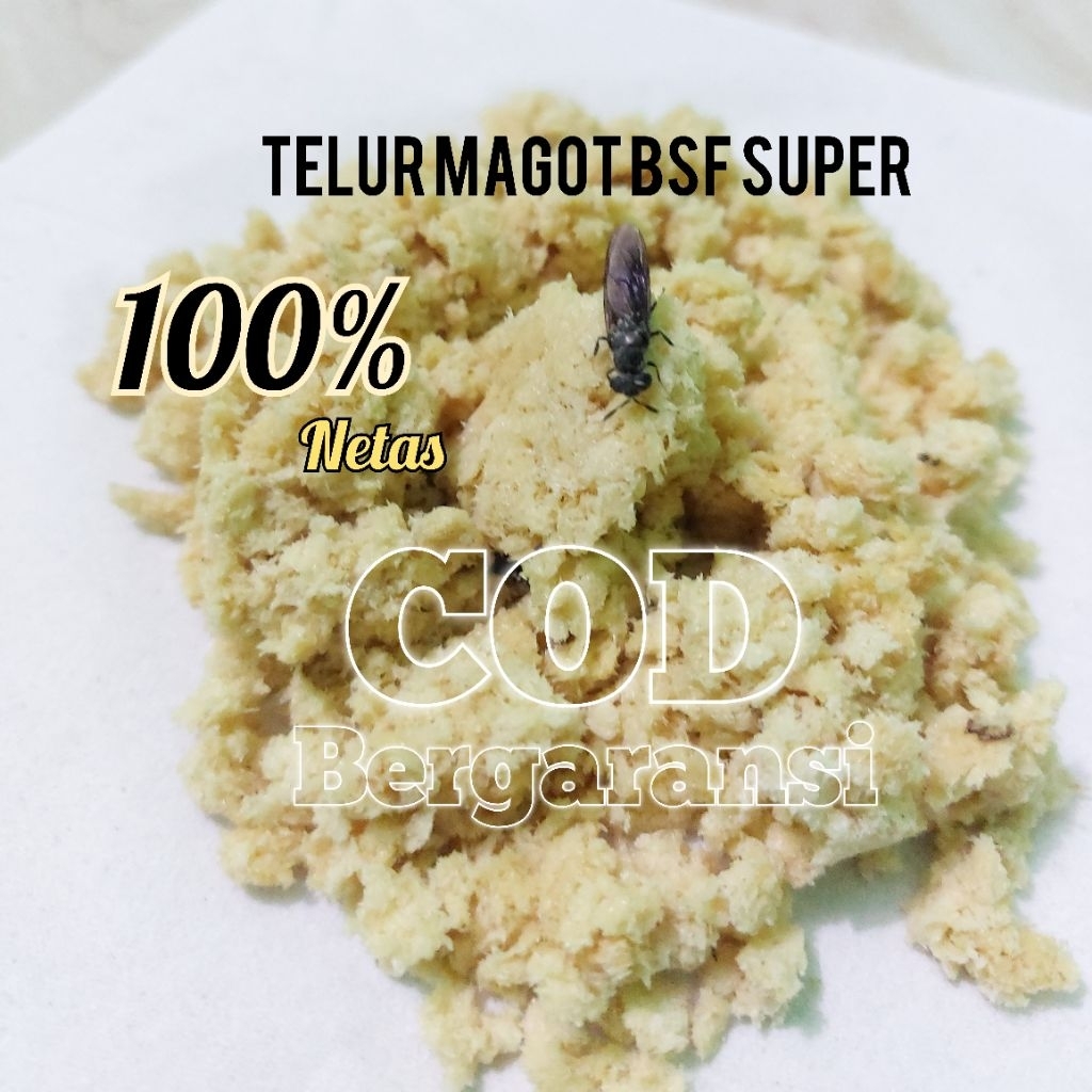 Jual TELUR MAGOT BSF PAKET 50GR | Shopee Indonesia