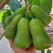 Bibit Buah Jambu Air Green Giant Cepat Berbuah